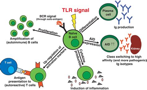 B Cell Autonomous Tlr Signaling And Autoimmunity Semantic Scholar