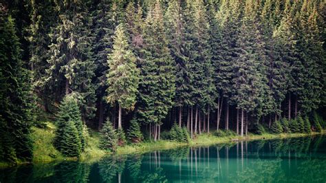 Download Wallpaper 2048x1152 Trees Forest River Reflection Ultrawide