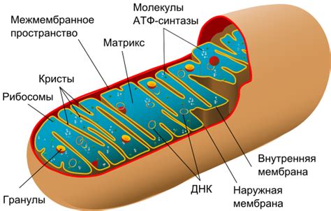 From wikipedia, the free encyclopedia. Animal mitochondrion diagram ru - Célula animal ...