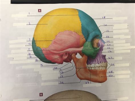 Skull Sagittal View Diagram Quizlet