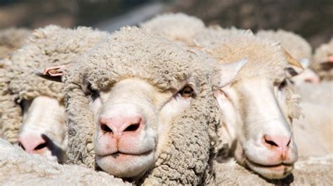 What Makes Hair Curly New Zealand Sheep Help Unravel The Mystery Abc