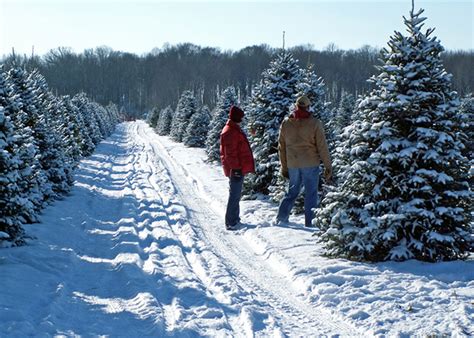 Pennsylvania Christmas Tree Farms Cut Your Own Tree