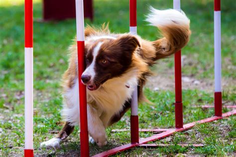 5 Fun Agility Training Exercises For Your Dog Act