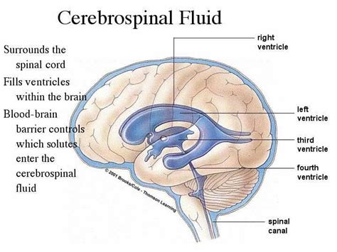 Csf And The Ventricles Reminder Cerebrospinal Fluid Spinal Fluid