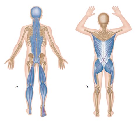 Posterior Chain Training