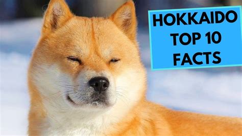 Hokkaido Dog Breed Top 10 Interesting Facts Youtube
