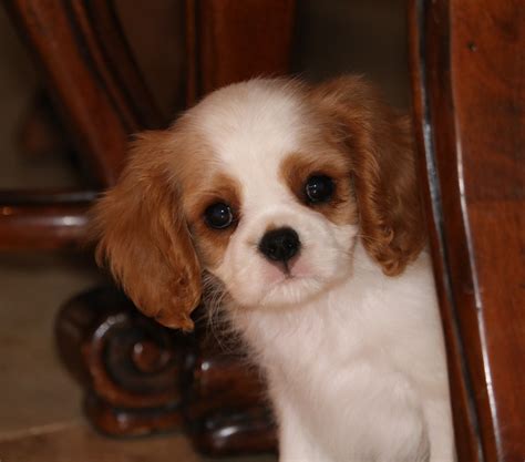 Cavalier King Charles Spaniel Puppies For Adoption Near Me Spring