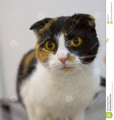 Cat Breed Scottish Fold Tortoiseshell Stock Photo Image Of Black