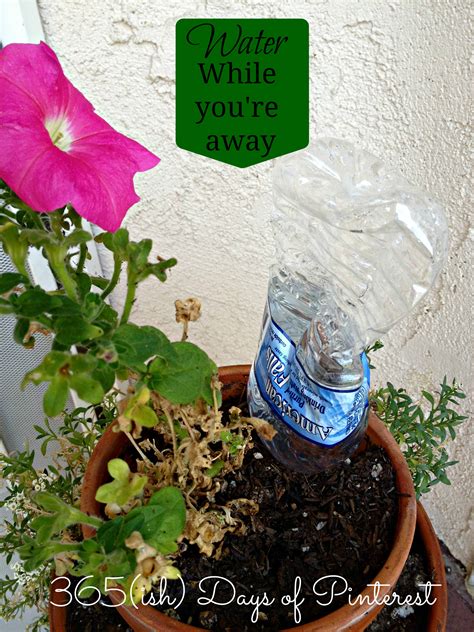Vol 2 Day 11 How To Water Plants While On Vacation