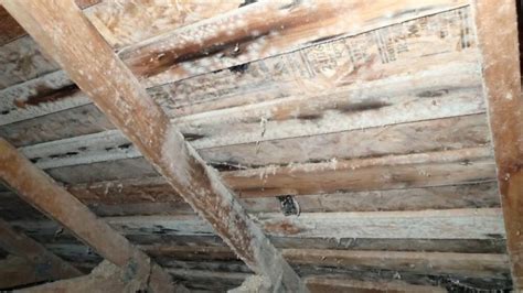 18 Best What Does Mold In Basement Look Like Basement Tips