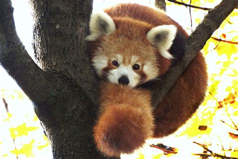 P Is For Red Panda Elena Square Eyes