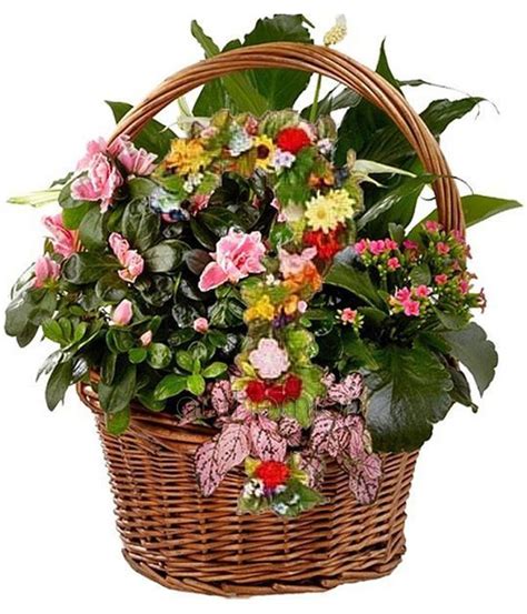 Arrangement Of Green And Flowering Plants In A Basket
