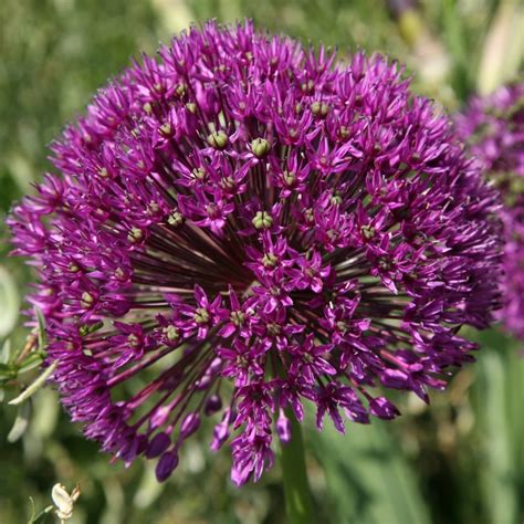 Allium Purple Sensation 10 Stuks Paars Sierui Bollen