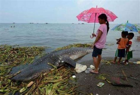 Rare Whale Shark Washes Ashore Near Philippine Capital