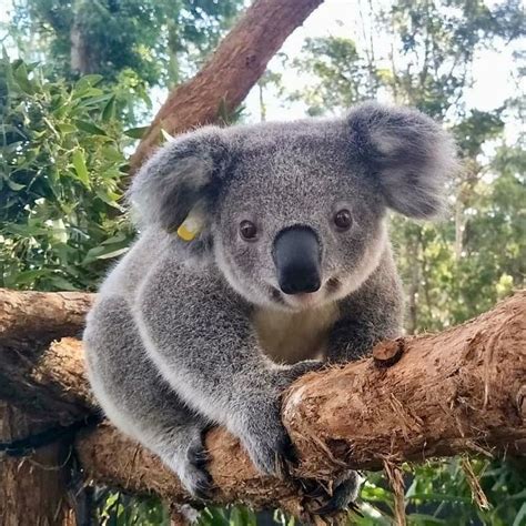 Pin By Paula Cloud On Cat Lovers Koala Bear Koala Cute Baby Animals