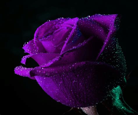 Purple Purple Roses Purple Flowers Purple