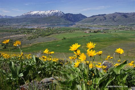 We did not find results for: Spring flowers in Ogden Valley with Pineview Reservoir and ...