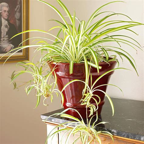 23 Of Our Favorite Low Light Houseplants Common House Plants Hanging