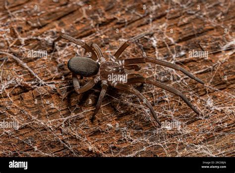Southern House Spider Of The Species Kukulcania Hibernalis Stock Photo