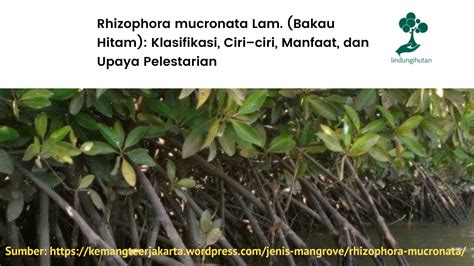 rhizophora mucronata lam bakau hitam klasifikasi ciri ciri manfaat dan upaya pelestarian
