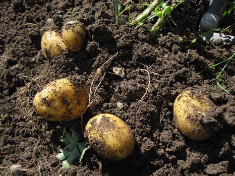 Süßkartoffeln wachsen ab jetzt im garten. Oele Garten: Kartoffeln graben