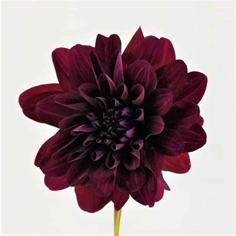 Dahlia Burgundy Wholesale Bulk Flowers Cascade Floral