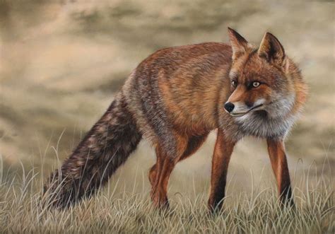 Hunting Fox Pastel Drawing By Tatjana Bril Artfinder