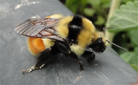 I guess when you're fat and fuzzy, you can get away with anything. Bumblebees Communicate with Flowers Through Fuzzy Hairs ...