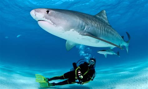 Top 5 Destinations For Scuba Diving With Sharks Aquaviews