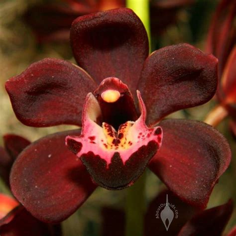 Aboutorchids Blog Archive Be My Orchid Valentine