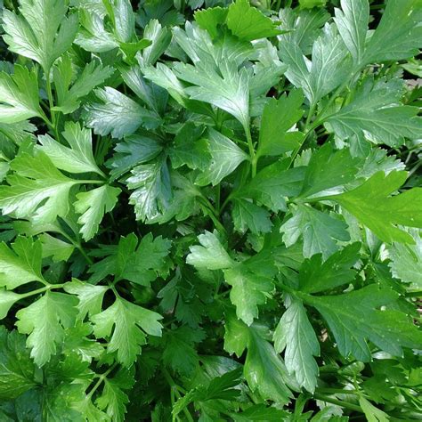 Seeds For Italian Giant Parsley Petroselinum Crispum Amkha Seed