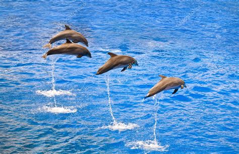 Dolphins Jumping Out Of The Water — Stock Photo © Olgysha 4056364