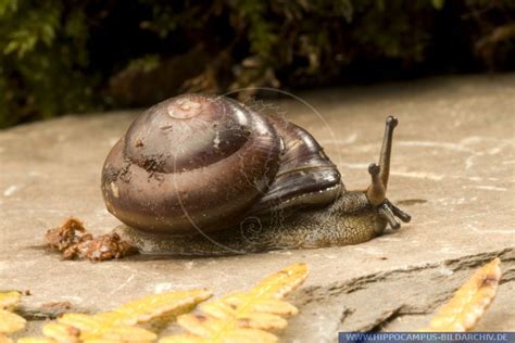 Ахатины, архахатины, другие улитки и слизни. Caracolus spec. Barbados alias Land Snail :: Hippocampus ...