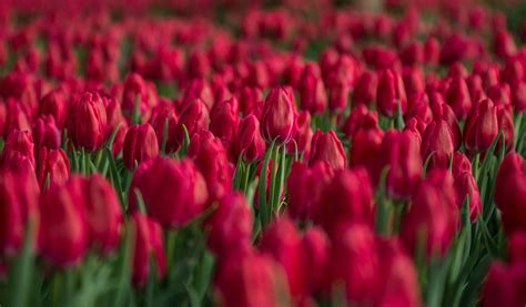 Red Tulip Flower Field Close Up Photo · Free Stock Photo