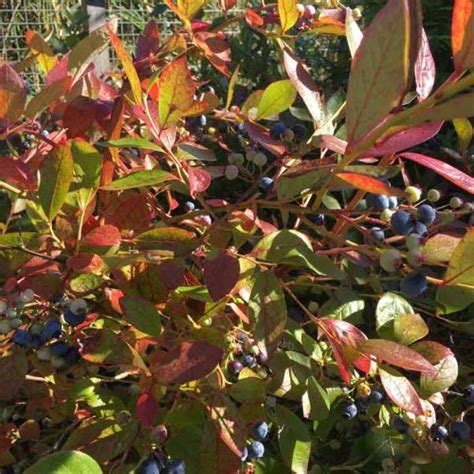 Blueberry Bush Bonus Plants Pot Grown Scotplants Direct