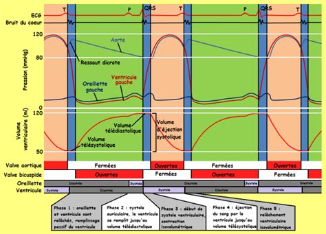The pacemaking signal generated in the sinoatrial node travels through the right atrium to the atrioventricular node. Physiologie des systèmes intégrés, les principes et ...