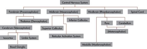 The central nervous system (cns) consists of the brain and spinal cord. Central Nervous System Diagram Psychology : Parts Of The Nervous System Introduction To ...