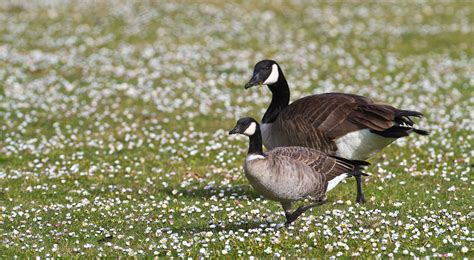 Differences Between Canada Goose And Cackling Goose Audubon