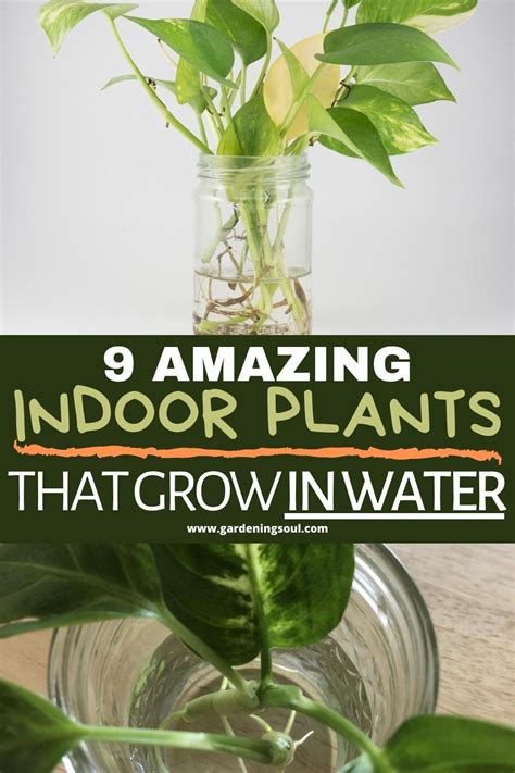 9 Amazing Indoor Plants That Grow In Water