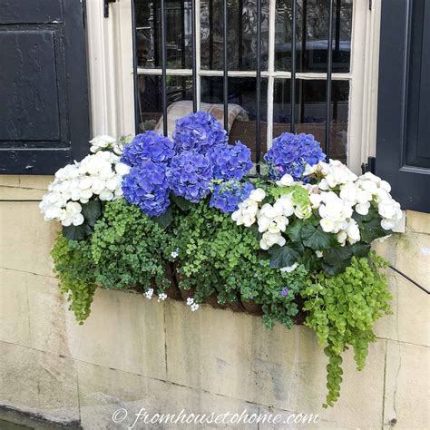 Shapes and forms of flowers for window boxes. How To Design Window Box Flower Combinations (Inspired By ...