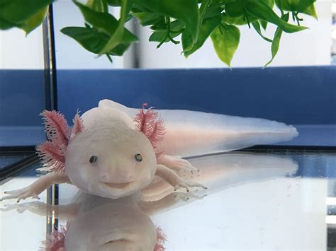 Mexican Axolotls Characteristics Reproduction Hábitats And More