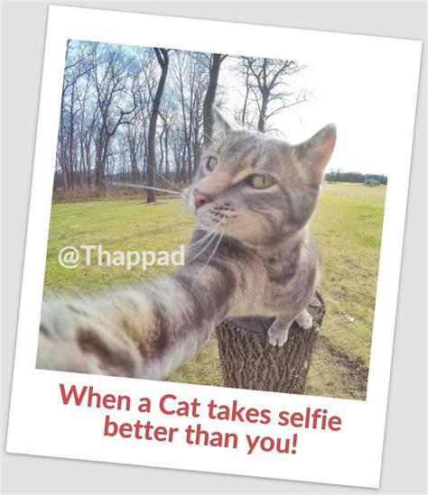 When a cat takes selfie better than you! #CatSelfie #Funny | Cat selfie