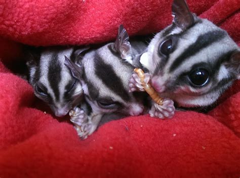 Sugar gliders (petaurus breviceps) are tiny marsupials that are part of the possum family petauridae. Pet Sugar Gliders Diet (Exotic Pets)