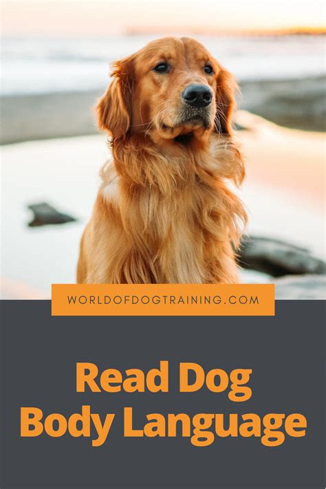 Learn To Read Your Dogs Body Language Body Language Dog Body