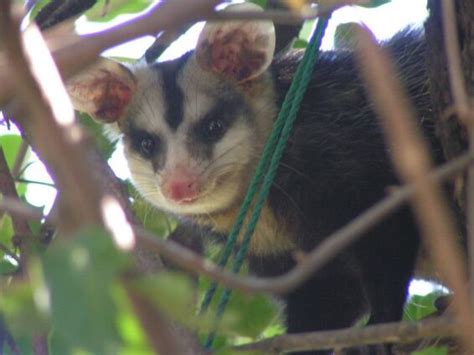 Auswandern nach paraguay, unser auswanderungs bericht mit viele nützlichen informationen und bildern zu paraguay, reiseberichte. Unsere Tiere in Paraguay - Ungebetene Besucher - Opposum ...