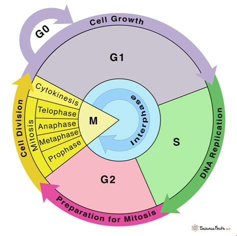 Diagram Of The Cell Cycle