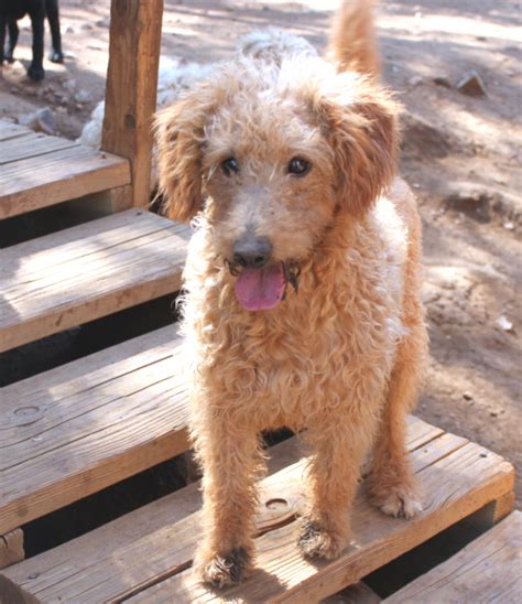Healthy, purebred labradoodle puppies directly from ethical breeders. Labradoodle Breeder Los Angeles | Puppies for Sale California