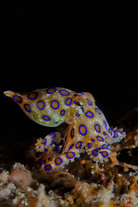 January Critter Season Blue Ringed Octopus Beautiful Sea Creatures