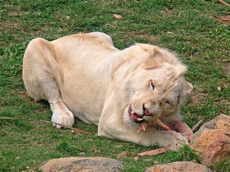 White Lion Wikipedia