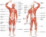 Pictures of List Of Core Muscles